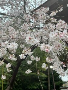 もうしばらくすると桜満開ですね。